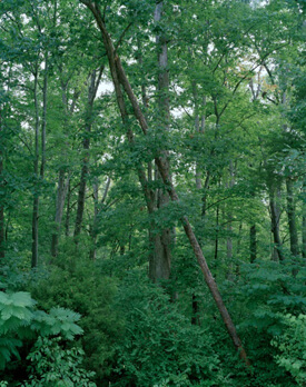 Pamela Pecchio, On Longing, 2009, 30x40 archival pigment print.