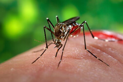 James Gathany, A female Aedes aegypti mosquito plays a key role as a vector for the Flavivirus, "yellow fever," a disease that left its mark on Charleston. Courtesy of the CDC Public Health Image Library, #9256.