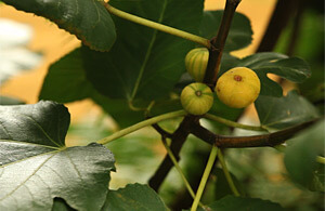 Steve Bransford, Figs from Ryan Gainey's garden, Decatur, Georgia, 2010. Steve Bransford, Figs from Ryan Gainey's garden, Decatur, Georgia, 2010.