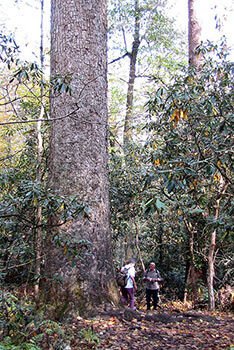 Brian Stansberry, Visitors stand next to a 400-year-old tree at the Joyce Kilmer Memorial Forest in Graham County, North Carolina, October 2010.