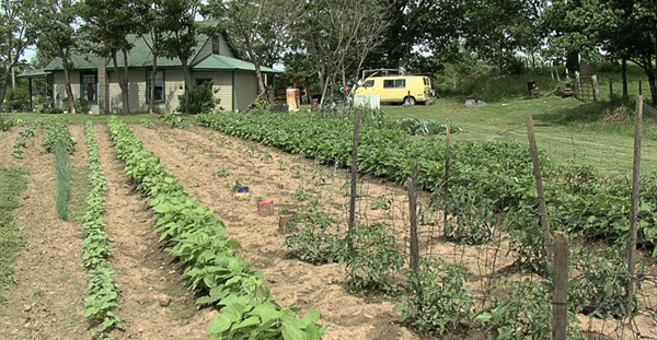 Zachariah McCannon, Old Stock Ozark garden, Newton County, Arkansas, 2007.