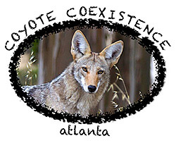 Janet Kessler, Coyote coexistence Atlanta, 2009. Courtesy of Janet Kessler, CoyoteYipps.com.