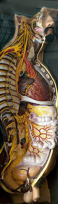 Carol M. Highsmith, Anatomical model acquired in Paris by Josiah C. Nott for the Medical College of Alabama, Mobile, Alabama, 2010. Library of Congress, Prints and Photographs Division,LC-DIG-highsm-05221.