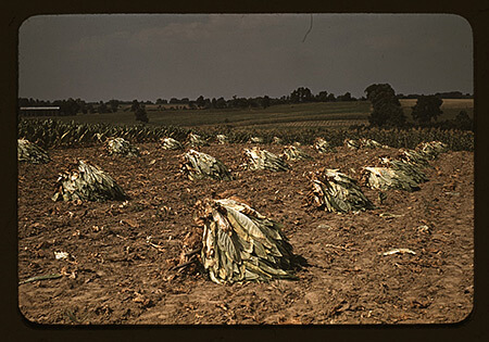 Marion Post Wolcott, Burley tobacco is placed on sticks to wilt after cutting, before it is taken into the barn for drying and curing on the Russell Spears' farm, vicinity of Lexington, Kentucky, 1940.