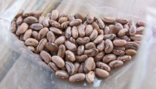 Brian C. Campbell, John Dee cornfield beans, Newton County, Arkansas, 2007.