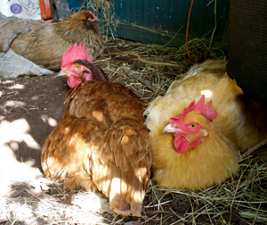 Allison O. Adams, Lucy (Rhode Island red) and Ethel (Buff Orpington) enjoy a bath of dust and sunshine in Adams’s backyard, Decatur, Georgia, November 2009. 