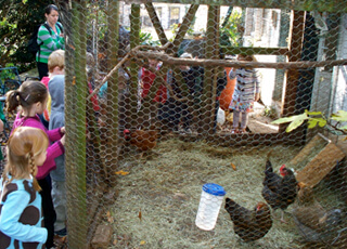 Allison O. Adams, Local kindergarteners visit an urban chicken coop, Decatur, Georgia, November 2009. 