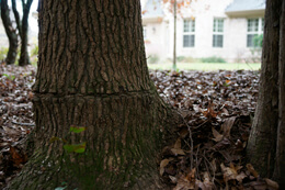 John Howard, Prior claims of ownership and enclosure, Henry County, Georgia, November 2009.