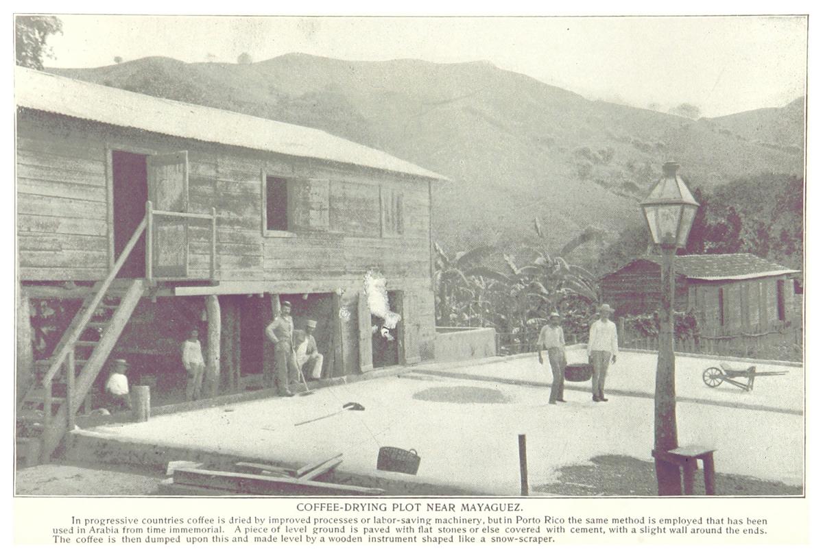Coffee-Drying Plot near Mayaguez, Puerto Rico, 1899. Courtesy of Wikimedia Commons. Image is in public domain. Coffee-Drying Plot near Mayaguez, Puerto Rico, 1899. Courtesy of Wikimedia Commons. Image is in public domain.