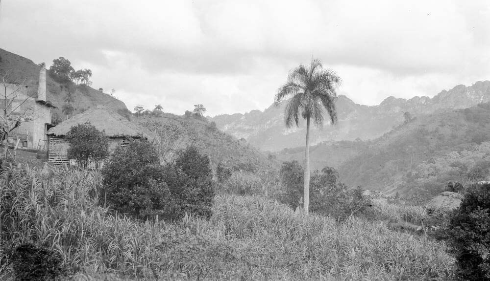 Utuado (Puerto Rico), coffee processing facility near sugar cane and orange trees, January 25, 1922. Photograph by Robert S. Platt. Courtesy of the American Geographical Society Library, University of Wisconsin-Milwaukee Libraries. Utuado (Puerto Rico), coffee processing facility near sugar cane and orange trees, January 25, 1922. Photograph by Robert S. Platt. Courtesy of the American Geographical Society Library, University of Wisconsin-Milwaukee Libraries.