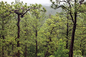 Mature longleaf on Sugar Loaf Mountain, Sand Hills State Forest, Patrick, South Carolina. Photograph by Beth Maynor Young. Reproduced by permission of the University of North Carolina Press.