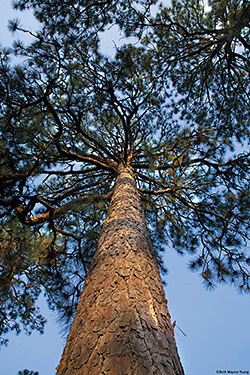 The distinctive shape of a mature longleaf, Weymouth Woods-Sandhills Nature Preserve, Southern Pines, North Carolina. Photograph by Beth Maynor Young. Reproduced by permission of the University of North Carolina Press.