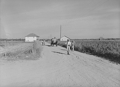 Wagonload of cotton coming out of the field in the evening. Mileston Plantation, Mississippi Delta, Mississippi, 1939. Photographic negative by Marion Post Wolcott. Library of Congress Prints and Photographs Division, FSA/OWI Black-and-White Negatives Collection, LC-USF34-052257-D.
