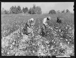 Picking cotton in some of the poorer land, Mississippi Delta, near Clarksdale, Mississippi, November 1939. Photograph by Marion Post Wolcott. Courtesy of the Library of Congress Prints and Photographs Division, loc.gov/pictures/item/fsa2000032878/PP.