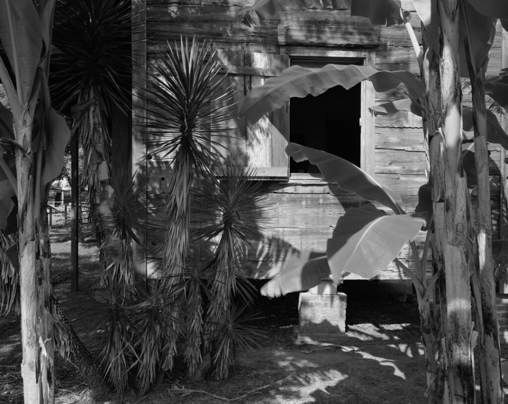 An empty cabin with an open window is surrounded by palm leaves.
