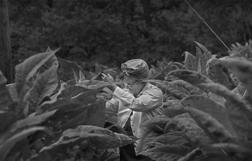 Dellie Norton among mature tobacco plants.