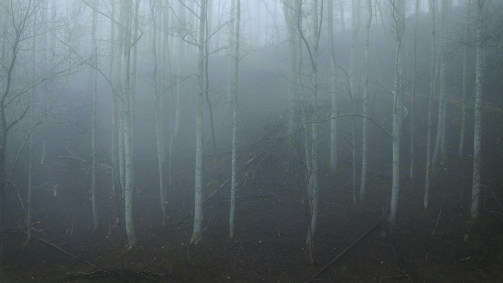 Young birch forest thick with fog.